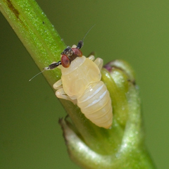 Pissonotus