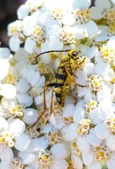 Stenostrophia tribalteata