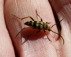 Stenostrophia tribalteata