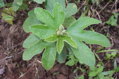 Decaschistia trilobata
