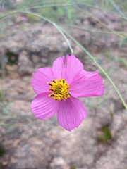 Cosmos crithmifolius