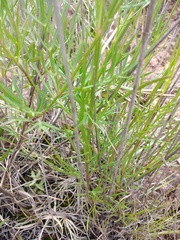 Cosmos crithmifolius