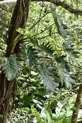 Philodendron lacerum