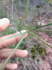 Cosmos crithmifolius