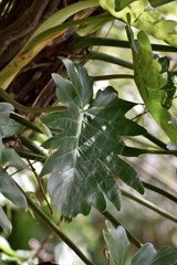 Philodendron lacerum