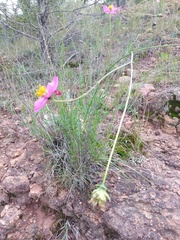 Cosmos crithmifolius