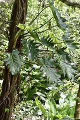 Philodendron lacerum