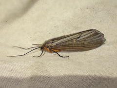 Dicosmoecus atripes