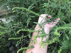Ambrosia artemisiifolia