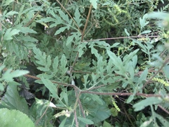 Ambrosia artemisiifolia