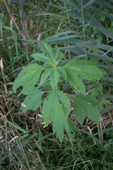 Ambrosia trifida trifida