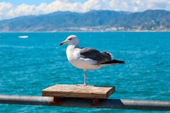 Larus occidentalis