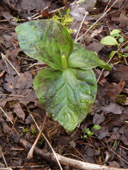 Trillium albidum parviflorum