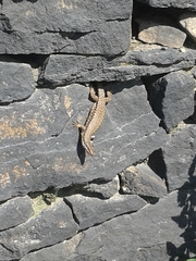 Podarcis muralis
