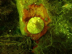 Pododesmus macrochisma