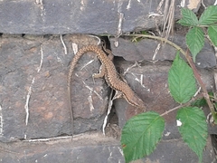Podarcis muralis