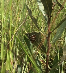 Argyrostrotis quadrifilaris