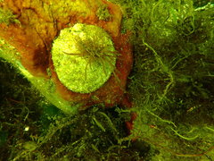 Pododesmus macrochisma