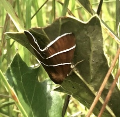 Argyrostrotis quadrifilaris