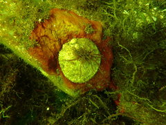 Pododesmus macrochisma