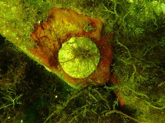 Pododesmus macrochisma