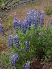 Lupinus sulphureus