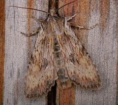 Lithophane petulca