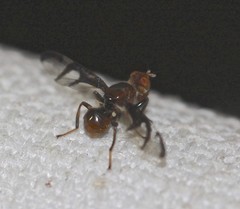 Loxoneuroides varipennis