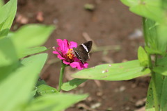 Autochton bipunctatus