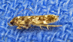 Chionodes emptor