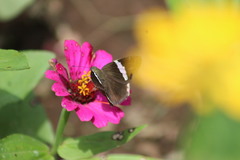 Autochton bipunctatus