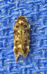 Chionodes emptor
