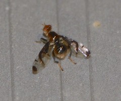 Loxoneuroides varipennis