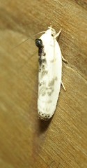 Antaeotricha