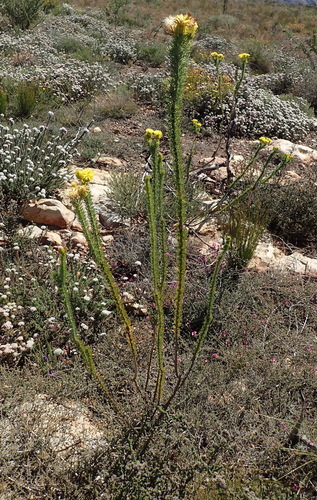 Image of Pteronia camphorata by (c) Nicola van Berkel, some rights reserved (CC BY-SA)