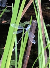 Lestes vigilax