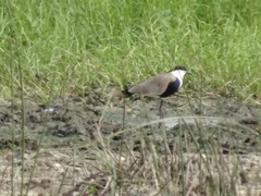 Vanellus spinosus