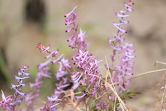 Corydalis sheareri