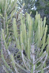 Euphorbia triangularis