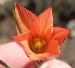 Romulea jugicola