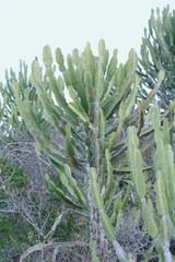 Euphorbia triangularis