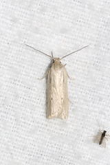 Gonioterma mistrella