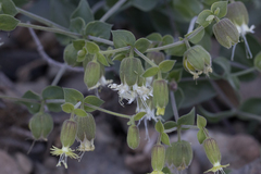 Silene campanulata