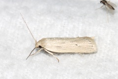 Gonioterma mistrella