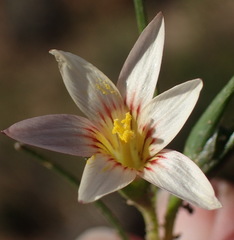 Romulea setifolia