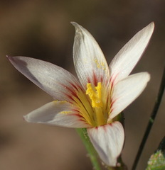 Romulea setifolia