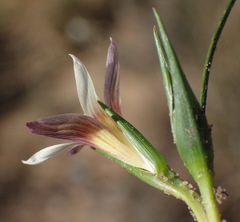 Romulea setifolia