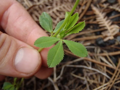 Trifolium pinetorum