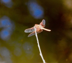 Sympetrum illotum