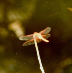Sympetrum illotum